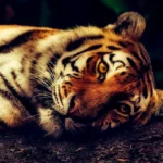 Jak skutecznie zadbać o depilację głowy