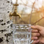 Sok z brzozy: naturalny eliksir zdrowia w medycynie